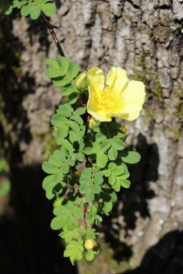 Rosa xanthina 'Canary Bird' - růže zlatožlutá - list a květ